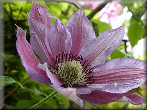 Clematis photograph