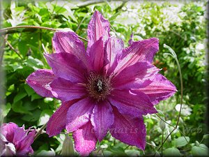 Clematis photograph