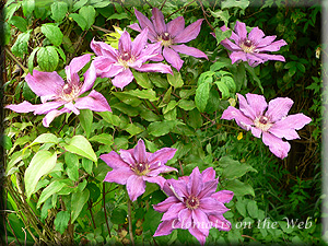 Clematis photograph