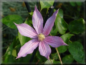 Clematis photograph