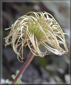 Clematis photograph