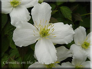 Clematis photograph