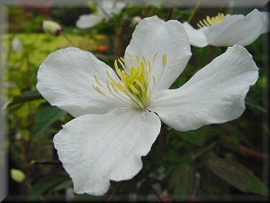 Clematis photograph