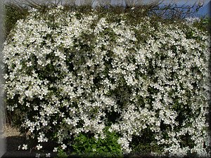 Clematis photograph