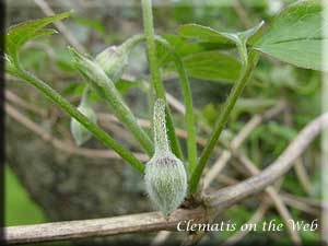 Clematis photograph