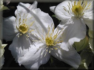 Clematis photograph