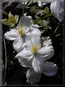 Clematis photograph