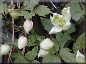 Clematis photograph