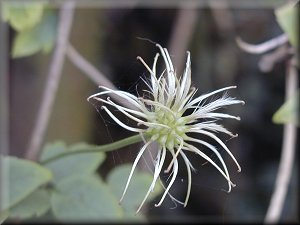 Clematis photograph