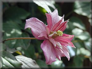 Clematis photograph