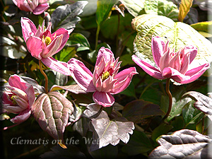 Clematis photograph