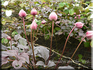 Clematis photograph