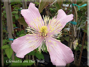 Clematis photograph