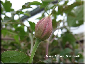 Clematis photograph