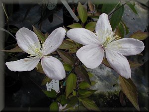 Clematis photograph