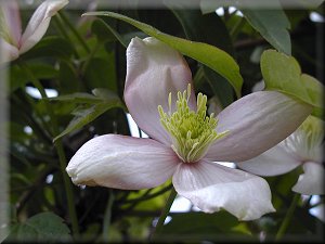 Clematis photograph