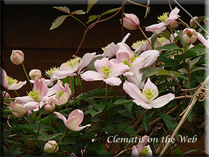 Clematis photograph