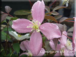 Clematis photograph