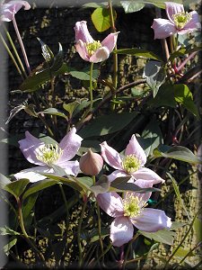 Clematis photograph