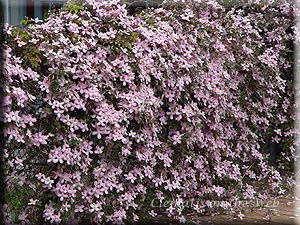 Clematis photograph