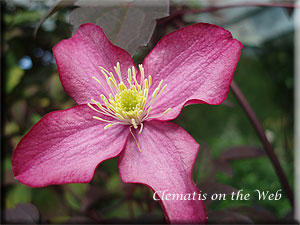 Clematis photograph