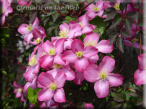 Clematis photograph