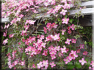 Clematis photograph