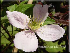 Clematis photograph