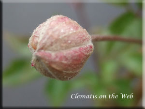 Clematis photograph