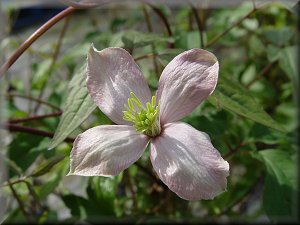 Clematis photograph