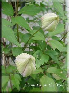 Clematis photograph