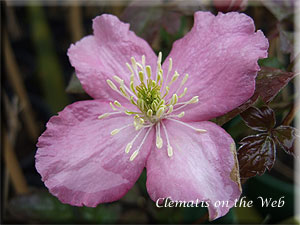 Clematis photograph