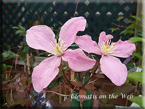 Clematis photograph