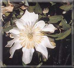 Clematis photograph