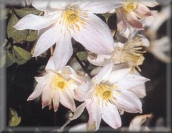 Clematis photograph