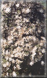 Clematis photograph