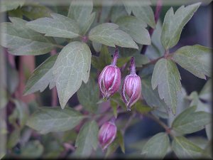 Clematis photograph