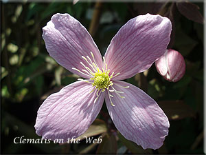 Clematis photograph