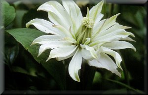 Clematis photograph