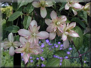 Clematis photograph