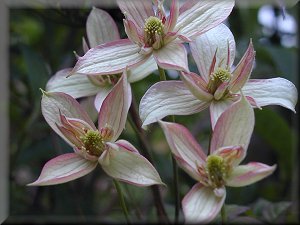 Clematis photograph