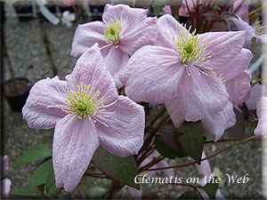 Clematis photograph