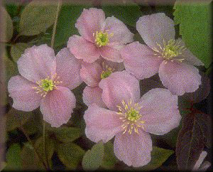 Clematis photograph