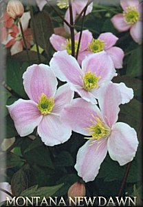 Clematis photograph