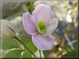 Clematis photograph