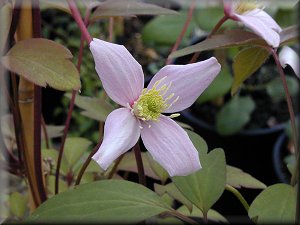 Clematis photograph