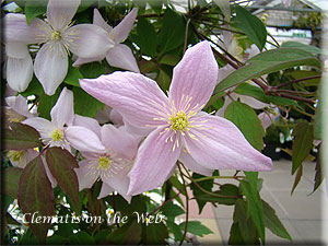 Clematis photograph