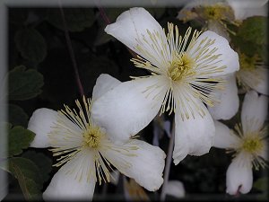 Clematis photograph