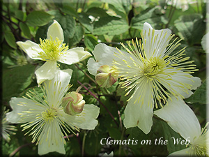 Clematis photograph