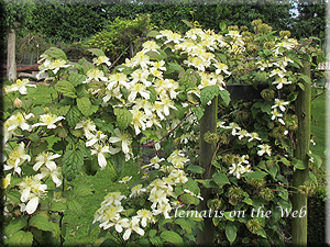 Clematis photograph